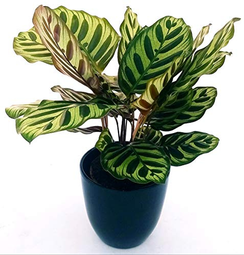 POWERS TO FLOWERS - CALATHEA MAKOYANA, MARANTA, pianta vera