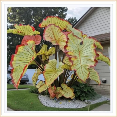 Raíz de oreja de elefante - alta y recta - decoración paisajística de patio de jardín- resistente al frío -estilo tropical - /【CXXFGFT】.-3 Rizoma-C