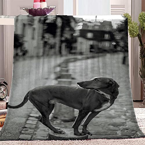 SJSXWQN Decke Grauer Hund Kuscheldecke Flauschig für Bett und Sofa Extra Weich Warme Mikrofaser Wohndecke Fleecedecke als Sofadecke Couchdecke Kuscheldecke - 180x200 cm
