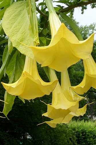 Pianta di Datura Arborea o Brugmansia Arborea pianta ornamentale da esterno con fiori grandi di vari colori pianta vera venduta da eGarden.store (Giallo)