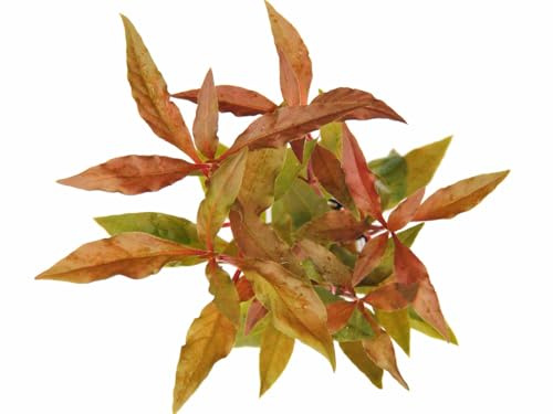Rotes Papageienblatt Alternanthera reineckii, Aquariumpflanze, 50 cm Wuchshöhe, Tropische Wasserpflanze