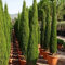 vegherb Graines Cyprès Italiennes (Cupressus sempervirens) 25 + Graines