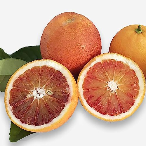 SAVINI VIVAI Pianta di Arancio Albero di Agrumi Arancio Tarocco Ippolito in Fitocella Altezza 100-120 cm di 1 Anno di innesto Made Italy