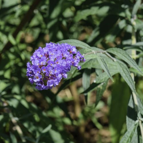Pianta vera di Buddleja davidii Nanho Blue - Diametro Vaso Ø 18 cm