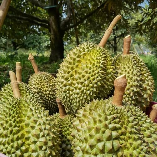 Semi di durian - per gli amanti del giardino da frutto per luoghi soleggiati frutto colonnare raro da nani, resistenti vecchie varietà serre balcone 10pcs
