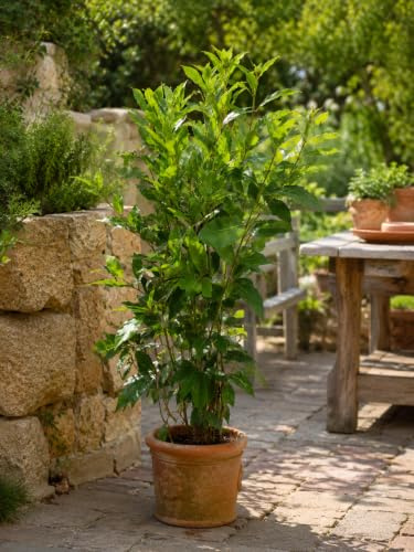 Echter Gewürzlorbeer Laurus nobilis – 100–120 cm – winterhart bis -10 °C – aromatischer Lorbeerstrauch im 17 cm Topf – Kübelpflanze für Garten, Balkon & Küche