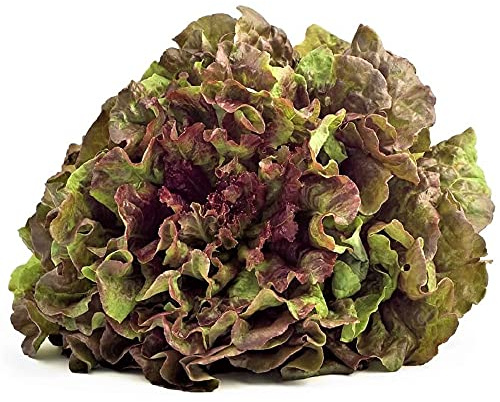 Prizehead Lettuce Seeds - 100 Count Seed Pack - Produces Luscious Slow Bolting Heads of Loose, Large Green Leaves with Curled Maroon Tips. - Country Creek LLC