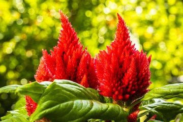 150 bosco rosso semi FUOCO cresta di gallo Celosia Argentea Plumosa Fiore