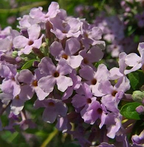 Buddleja alternifolia 60-80 cm – Winterhart, Mehrjährig, Pflegeleicht – Sommerflieder – Zierstrauch für Garten & Beet