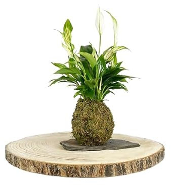 Kokedama Spathiphyllum| DECOALIVE | Maceta Musgo Natural |Espatifilo