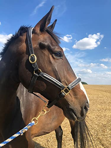 Cabestro de cuero negro para caballos, cabestro de establo premium en pony, sangre caliente, mazorca, sangre fría, seguro y resistente (cabestro de cuero + punto, pura sangre)