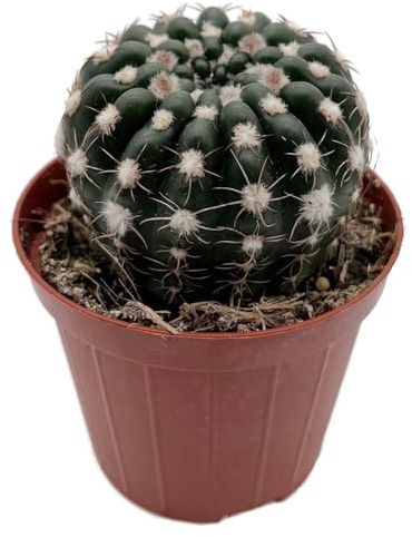 Fangblatt - Notocactus uebelmannianus (Parodia) - bezaubernder Kaktus mit auffallenden Blüten Ø 9 cm Topf - pflegeleichte Zimmerpflanze