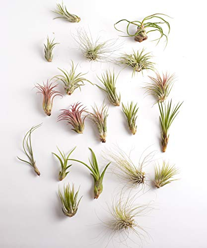 Shop Succulents | Assorted Collection | Variety of Species, Tropical House Plant for Home Décor, DIY Terrariums, 30-Pack