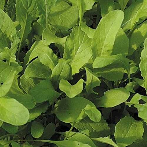 Salad Rocket Seeds - 1000 Fresh Rocket Seeds - Plant and Grow Your Own Vegetables Ideal for Greenhouse, Garden, Polytunnel, Large Pots or Containers – Packed in The UK by Meldon Seeds