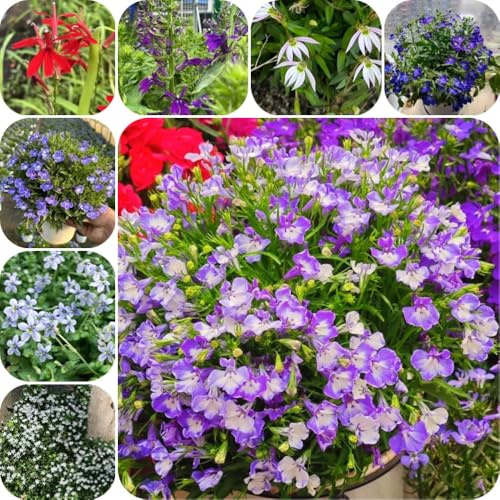 LobelienSamen, balkonpflanzen blumensamen gastgeschenk sommerblumen bodendecker alte sorten blumenwiese für sonnige plätze seltene 1000pcs