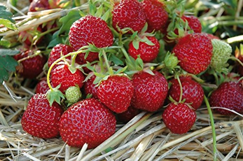 Erdbeere Sengana Selektion®' - Fragaria x ananassa - mittelfrüh, sehr ertragreich, dunkelrot, groß, fruchtig süße Früchte - verbesserte Senga Sengana