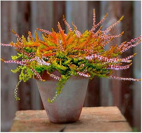 GrowOn Shrubs [x4] Scottish Heather Calluna Vulgaris 'Wickwar Flame' | Multi-Pack | Evergreen Shrubs | Outdoor Garden Ready Plants | Summer and Autumn Flowering | Mauve-Pink Flowers