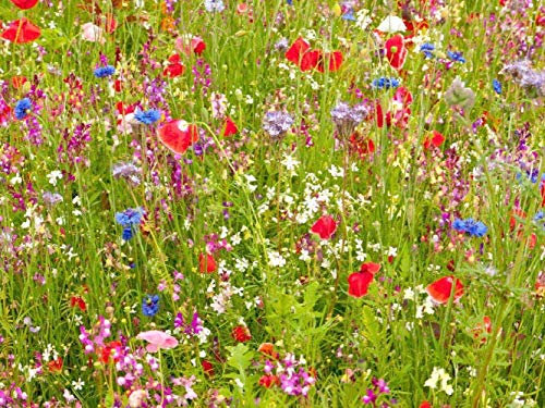 100g Ancient British Meadow Wild Flower Rare Grasses 70/30 Mix Mix 71 by Pretty Wild Seeds 70% Meadow Grasses 30% Wild Flowers
