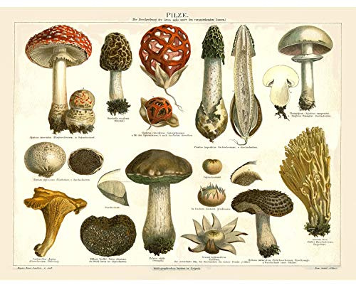 Artery8 Meyers Lexikon 1889 Pilze Enzyklopädie Seite Großer Leinwanddruck 46x61 cm