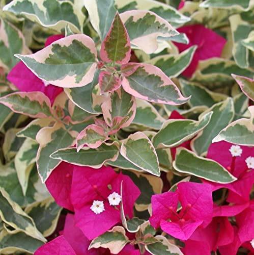 Pianta di Bougainvillea Mini-Thai - arbusto rampicante da esterno, Bougainvillea pianta alberello, Bougainvillea plants, perfetta per zone tropicali