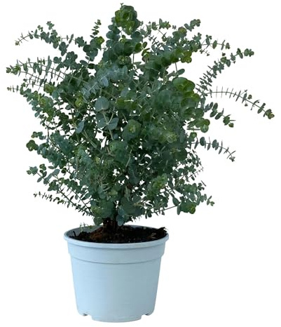 2 Stück Eukalyptus Gunnii - Frostharter und duftender Eucalyptus für Haus und Garten circa 30-40 cm Gesamthöhe