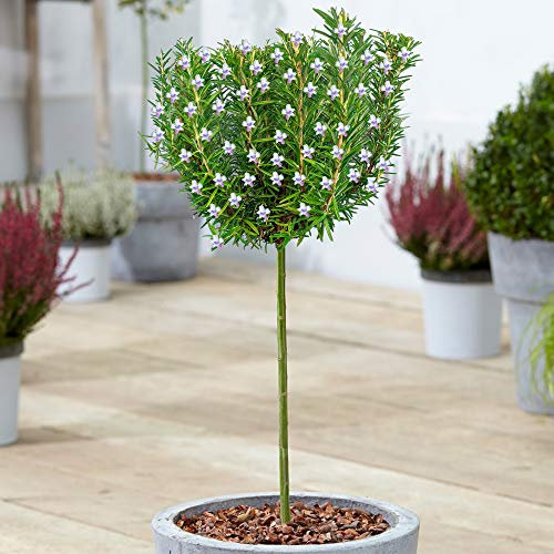 Albero di Rosmarinus Officinalis | Alberi ornamentali in vaso di Rosmarino per Piccoli Giardini.