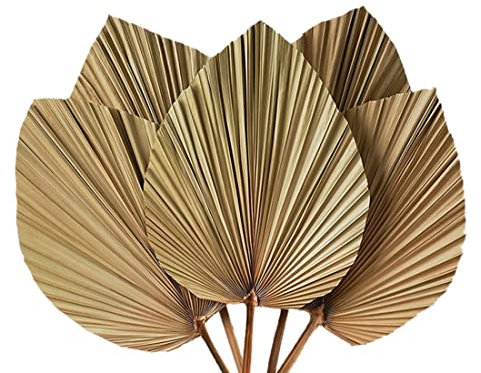 Dyspnea DecoracióN de HabitacióN Hojas de Palma Secas, 5 Piezas, 18 Pulgadas de X 10 Pulgadas de, DecoracióN Grande de Hoja de Palma Natural para un Hermoso Aspecto Bohemio