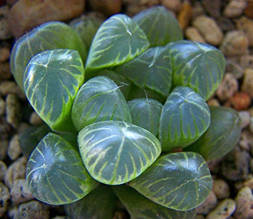 PLAT Firma Germinazione dei semi: Rare 100-PC-Haworthia-Cooperi-var-troncano suculente casa piante da seme