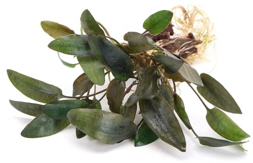 K2AQUA Cryptocoryne Wendtii Indonesia Live Aquarium Plant Easy Low Maintenance Foreground Midground Freshwater Tank