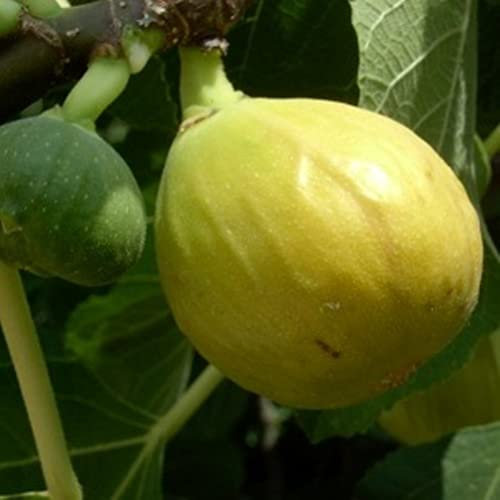 Pianta vera di Fico Verdino - Diametro Vaso Ø 20 cm