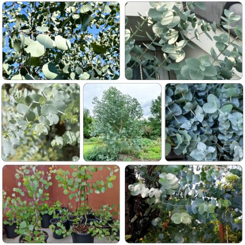 eukalyptusbaum gartensamen dekopflanzen sträucher winterhart kräutergarten baumsamen rankpflanze dachbegrünung exotische zimmerpflanzen eukalyptus bonsaibaum balkongarten stauden 125samen