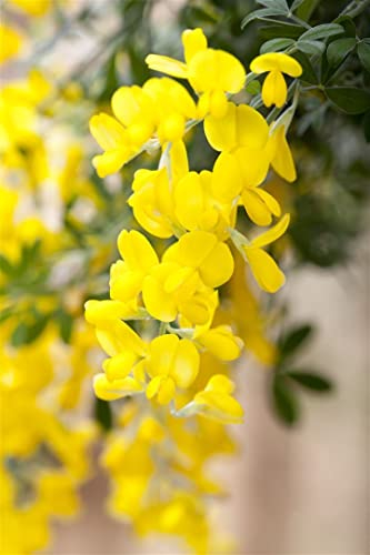 Cytisus scoparius 'Gelber Funke' 40-60 cm – Winterhart, Mehrjährig, Pflegeleicht – Besenginster – Zierstrauch für Garten & Beet