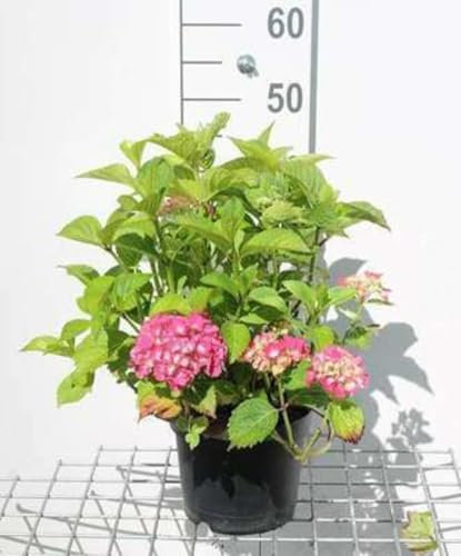 Hydrangea macr. rood/rouge - Hortensia 25-30 cm en pot