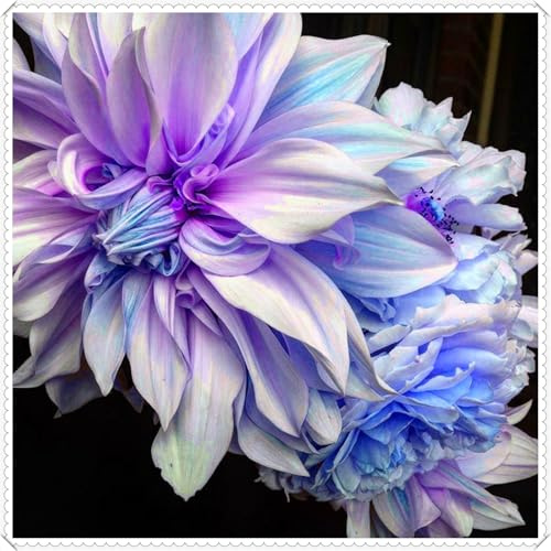 Greening Flower, Rare Plants, Easy Plant, for Containers, Natural Organic, Dahlia Bulbs Now UK, Strong Plant, Excellent Display, 2bulbs-D
