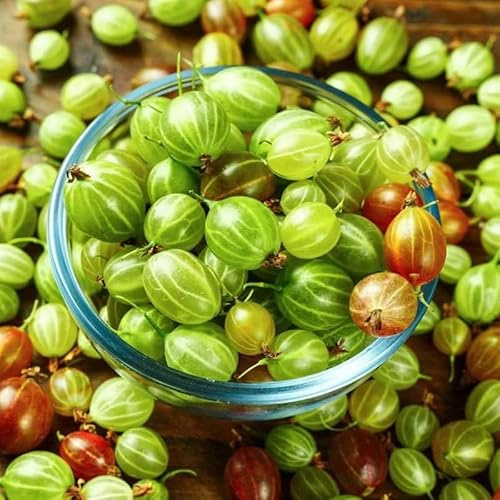 Sweet Gooseberry Plant Live for Planting, 5-9 Inch Tall, Gooseberry Bush Live Plant, Gooseberry Fruit Tree Plant