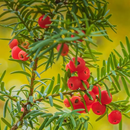 semi di taxus baccata - in vaso esterni balcone perenni resistenti al giardino 100pcs