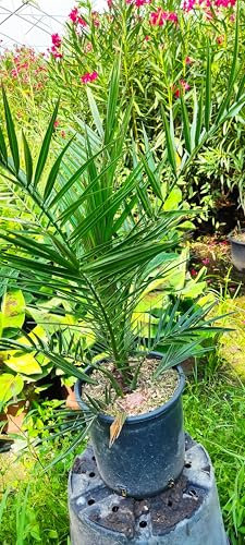 Palma delle Canarie - Phoenix Canariensis pianta alt. 80/100 cm
