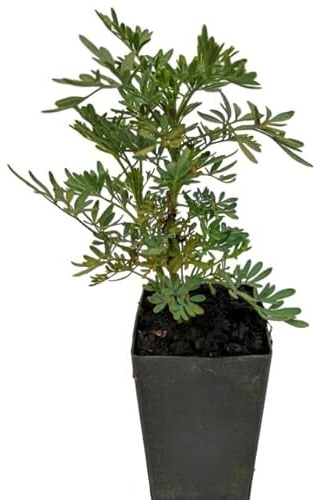 Hierba de Gracia - Ruta Graveolens - Planta de Ruda - Planta Mágica - Atrae Buena Suerte