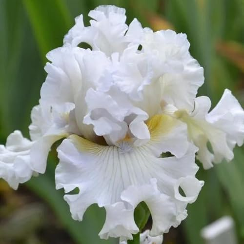 semi di iris, decorazione del giardino per esterno Iris tettoria, da giardino biologici semi di le da giardino roccioso sono 80pcs