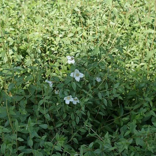 Philadelphus microphyllus - Kleinblättriger Pfeifenstrauch 60-80