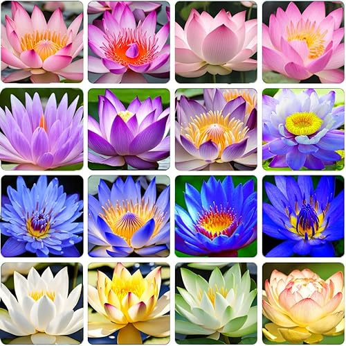 35 Pcs Lotus Seeds Bowl Lotus Seeds, Water Lily Aquatic Bonsai Pink