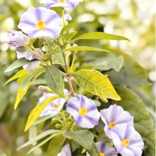 Semi di Solanum Rantonnetii - semi di prato giardino giardino esotico primavera decorazione balcone 400pcs
