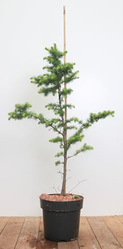 Japanische Lärche Larix kaempferi 80-100 cm winterhart Heckenpflanze | Sommergrün, sonniger Standort, schnittverträglich, ideal für Sichtschutz und Formhecke, langlebige Gartenpflanze