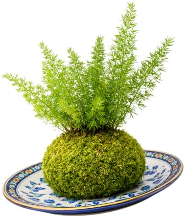 Asparagus Densiflorus en Kokedama Natural – Planta Viva de Interior | DECOALIVE