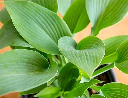 40 graines de plantes Hosta vertes