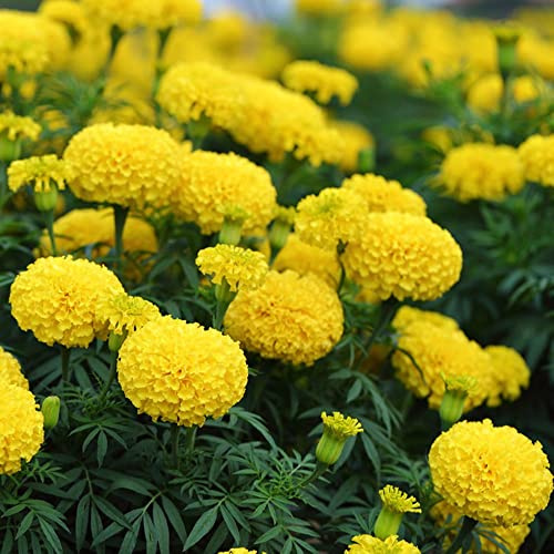 semillas de caléndula - raras balcón primavera jardín resistentes Variedades antiguas Decoración 800pcs