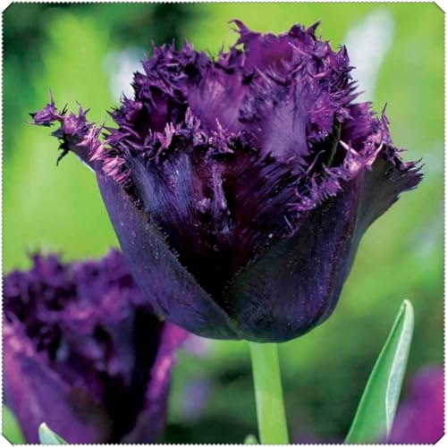 Winterharte Mehrjährige Tulpen rhizome – Herbstpflanzung, langblühend, innen & außen geeignet, Gedeihen in Töpfen-10 rhizome-E