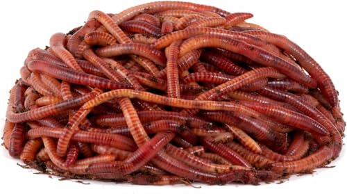Birsppy Wurmwelten.de Kompostwürmer Dendros (500 Kompostwürmer)