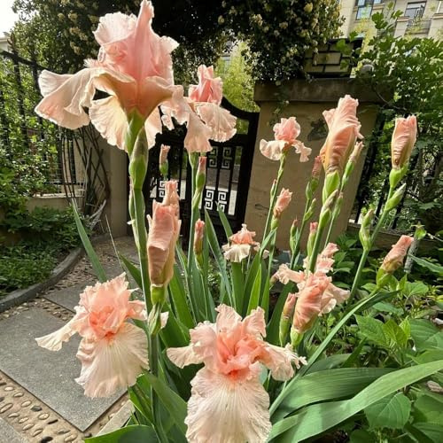 lirios perennes resistentes - semillas iris de iris de balcón jardín interior balcón jardín del 550pcs