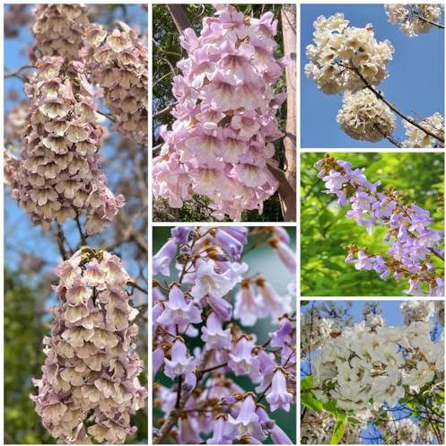 semi dell'di paulownia balcone, decorazione soggiorno di paulonia primaverili, reale, rampicanti resistenti 125pcs